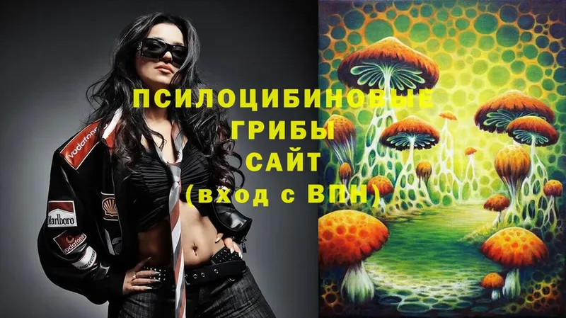 цена   Новодвинск  Псилоцибиновые грибы MAGIC MUSHROOMS 